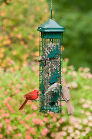 Brome Squirrel Solution200